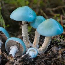 Image result for Psychotria kikwitensis