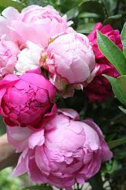 All fashion inspiration & the latest trends can be found online at shein Blue Peony Flower Wallpapers Wallpaper Cave