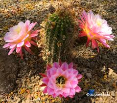 Their diet in the wild mainly includes wildflowers, grasses, leaves, cacti, and moist leaves. Cactus Succulents Archives Page 4 Of 7 Ramblings From A Desert Garden