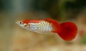Red Blond Cobra Guppy Tropical Freshwater Fish Pet Fish Aquarium Fish