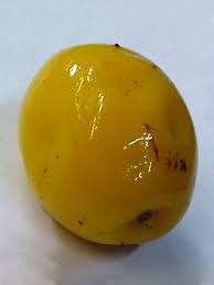 Image result for Ximenia americana