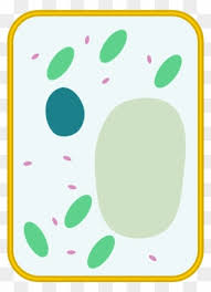 Pages in category plant cell diagrams. Plant Cell Clip Art Transparent Png Clipart Images Free Download Clipartmax