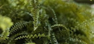 Image result for ledviník