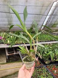 Image result for Ansellia