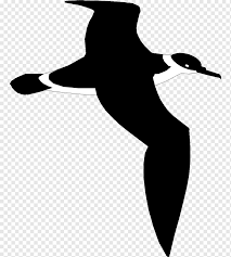 Sailboat Duck Canoe Hull Small Boat Monochrome Silhouette Bird Png Pngwing 1,712 free images of bird silhouette. pngwing