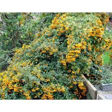 Image result for Pyracantha coccinea golden charmer