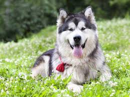 The alaskan malamute club of america, inc. Alaskan Malamute Ein Grosser Starker Schlittenhund