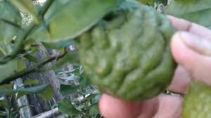 Sekali pandang tiga limau, purut, nipis dan kasturi hampir sama, ia berwarna hijau. Khasiat Limau Purut Youtube