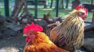 Maybe you would like to learn more about one of these? 10 Arti Mimpi Tentang Ayam Pertanda Baik Dan Buruk Ragam Bola Com