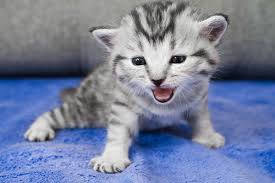 Browse and share the top cats and kittens meowing gifs from 2020 on gfycat. Kittens Meowing How And Why Baby Cats Meow Catster