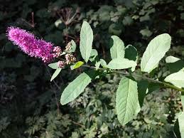 Image result for Spiraea billardii
