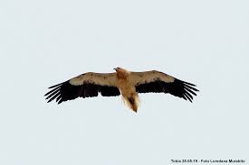The egyptian vulture (neophron percnopterus) is the smallest of the four species of vultures found in europe. Egyptian Vulture Page 2 Flight For Survival