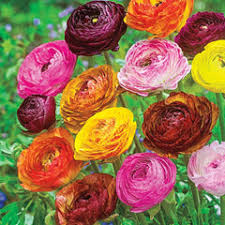 Image result for Ranunculus volkensii