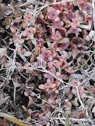 Image result for Elatine