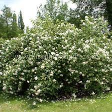 Maybe you would like to learn more about one of these? Mme Alfred Carriere Rosen Online Kaufen Im Rosenhof Schultheis Rosen Online Kaufen Im Rosenhof Schultheis