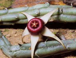 Image result for Huernia procumbens