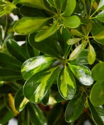 Image result for Schefflera