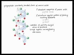 Amino Acids And Protein Structure Mp4 Sports Nutrition Shack Amino Acids Peptide Bond Protein