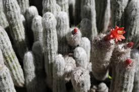 I am talking about three cactus species that you most likely have seen, here or there, but which you may not know much about unless you have a special fondness for growing them and their ilk. Old Man Of The Mountain Cactus Oreocereus Celsianus Blossom In A Desert Garden Stock Image Image Of Plant Plants 107091475