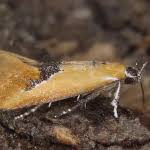 Image result for Batia internella