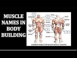 Muscle charts of the human body for your reference value these charts show the major superficial and deep muscles of the human body. Muscle Names In Body Building Youtube