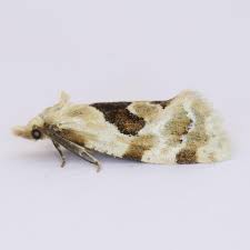 Image result for Bertiera angusiana