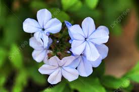 Image result for Plumbaginaceae