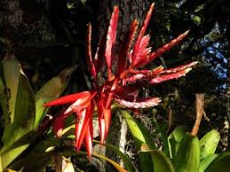 The climate in south america varies from the atacama desert in chile to the largest rainforest, the amazon rainforest. Peru Amazon Rainforest Plants And Flowers