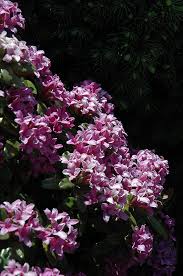 Image result for Hyparrhenia collina