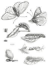 File Merian Jpg Wikipedia The Free Encyclopedia Arte De La Pluma Como Dibujar Mariposas Ciclo Vital