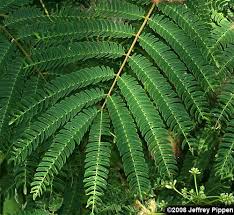 Image result for Albizia brevifolia