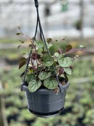 Image result for Mikaniopsis