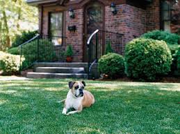 Maybe you would like to learn more about one of these? Start A New Lawn Like A Pro This Old House