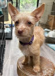 Rowdy has been living his best life since coming home from the shelter. 🥰 