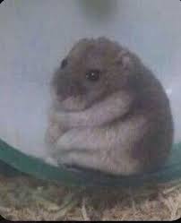 Luciagarritano Cute Animal Memes Animal Memes Cute Hamsters