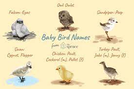 B ird baby names and what they mean, for bird, with 45 results. Names For Baby Birds By Age And Species