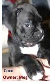 Buy, adopt a beautiful akc registered boxer puppy today! Black Boxer Dogs Can The Black Boxer Exist Unique Breed Coloring