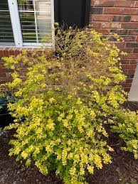 This video is part 2 of my privet bonsai. Why Are All Of My Sunshine Ligustrums Turning Into Sticks I Water 3x A Week Off A Sprinkler System And No Brown Spots To Be Found On The Leaves They Looked Great
