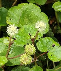 Image result for Blepharispermum pubescens