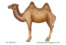 Fennimore quigley is credited with milking the first camel and breaking the record for longest unintentional flight, all in the same afternoon. Camel Statue 7 Ft Two Hump Camel Statue