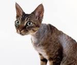 Top 12 Most Expensive Cat Breeds in the World: Ashera vs ...