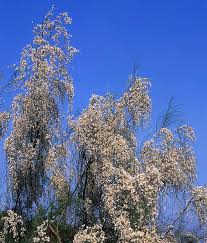 Image result for Retama monosperma