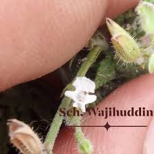 Image result for Helinus integrifolius