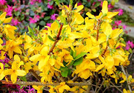 Forsythia yellow flowering trees and shrubs. Easter Tree Forsythia Dear Plants