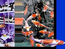 Fish Eye Disorders