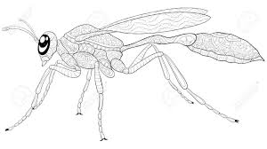 Wasp coloring page download this fun coloring page from our animal coloring book. Acute Wasp With Ornaments Image For Relaxing Activity A Coloring Book Page Foe Adults Zen Art Style Illustration For Print Poster Design Royalty Free Cliparts Vectors And Stock Illustration Image 126639731