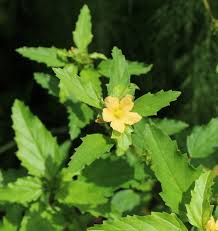 Image result for Malvastrum coromandelianum