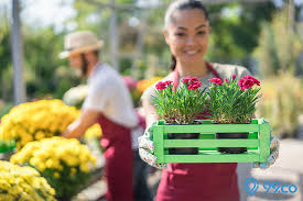 Dalam bahasa inggris disebut carnation. 7 Cara Menanam Bunga Anyelir Agar Tumbuh Cantik Menawan