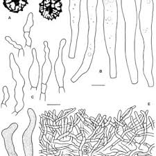 Image result for Asterochaete angustissima