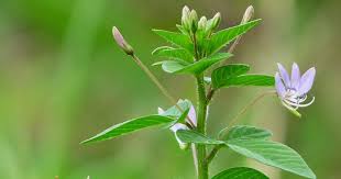 Image result for Cleome rubella